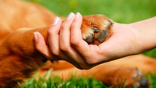 Prefeitura lançará Cartilha de Proteção Animal no dia 4