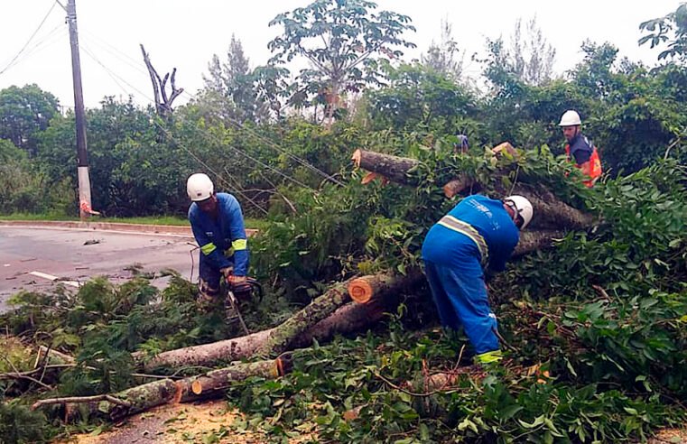 Queda de uma árvore e de um poste causam desvio no trânsito