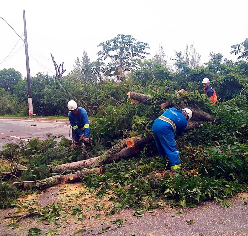 Queda de uma árvore e de um poste causam desvio no trânsito