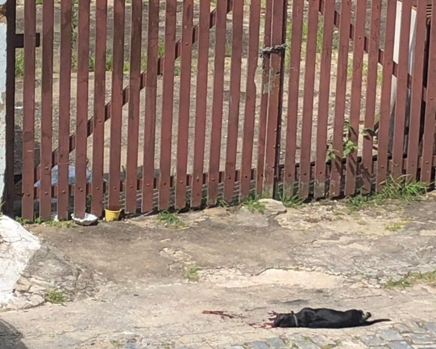 Homem mata cachorro e jogar corpo por cima de um portão em Macaé