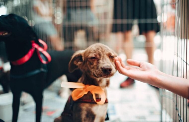 Feira de Adoção Animal acontece neste sábado no bairro Nova Macaé