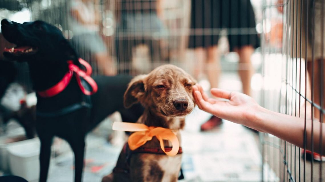 Feira de Adoção Animal acontece neste sábado no bairro Nova Macaé
