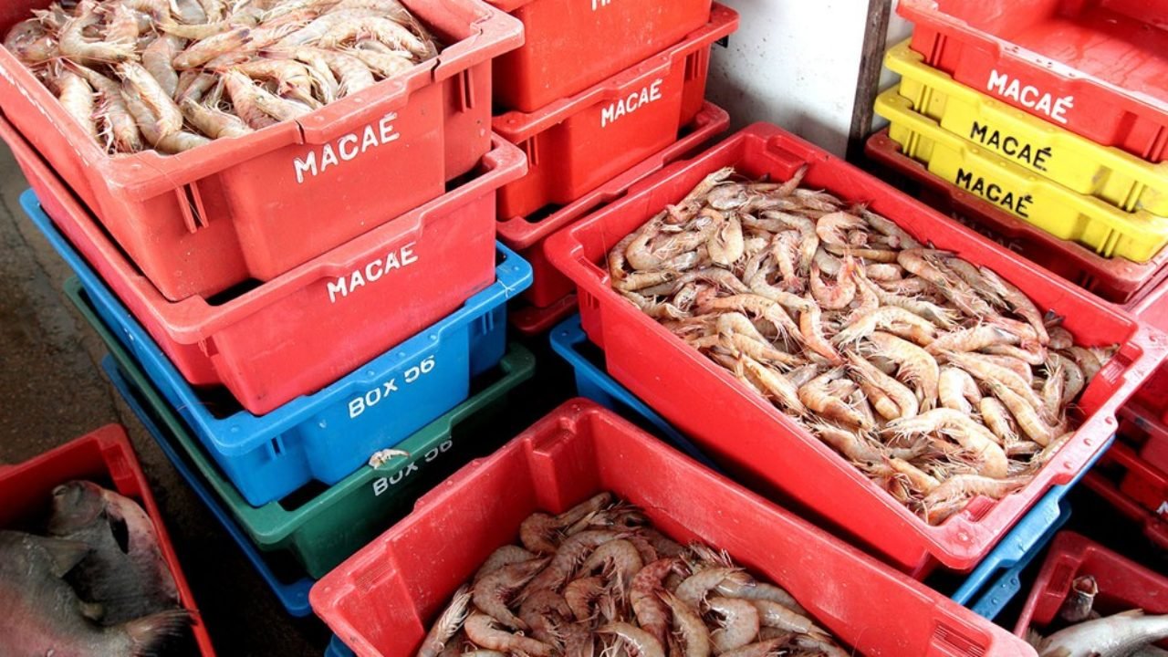 Prefeitura de Macaé paga defeso do camarão a 500 beneficiados