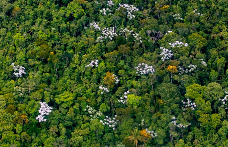 Dia da Árvore: Macaé celebra avanços na preservação