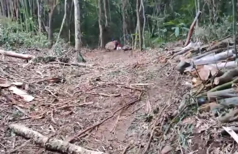Desmatamento em Casimiro de Abreu gera preocupação entre moradores