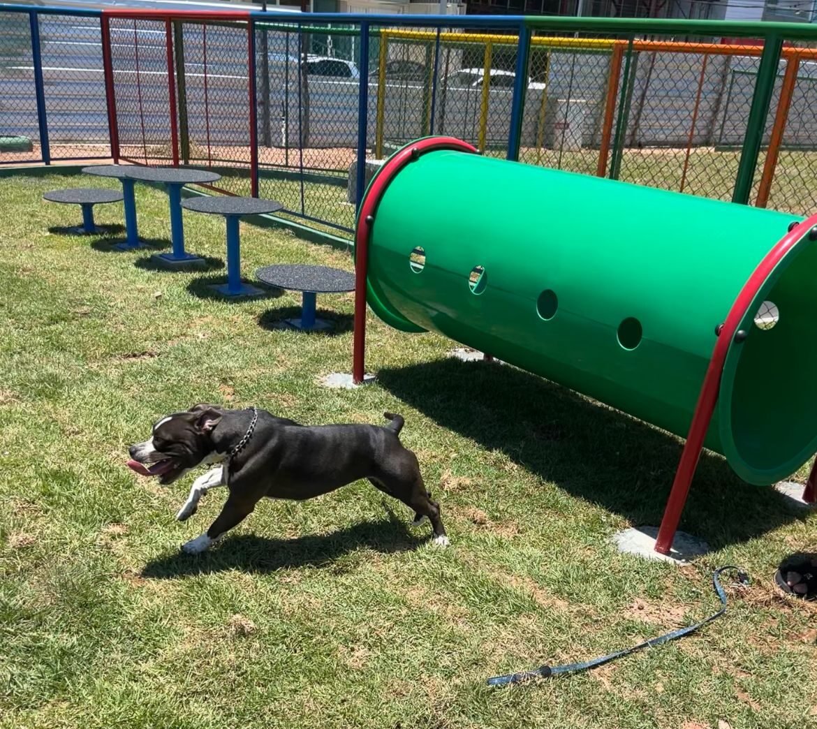 Em Macaé, novo Parque para Cães na Praia Campista: um espaço de lazer para os pets