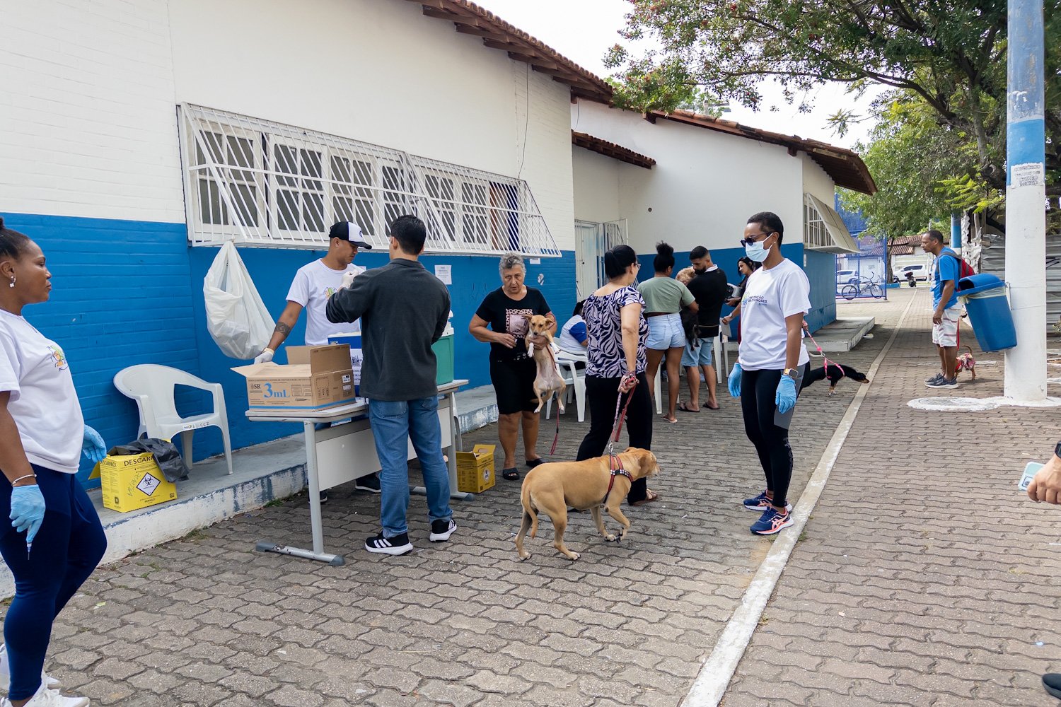 Dia Municipal de Vacinação Antirrábica imuniza mais de 6 mil animais