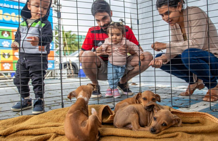 Feira de Adoção de Animais é promovida neste sábado