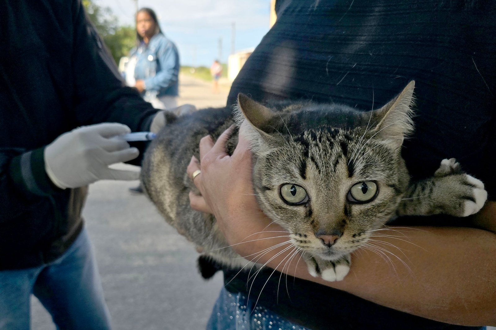 Vacinação antirrábica prossegue no município