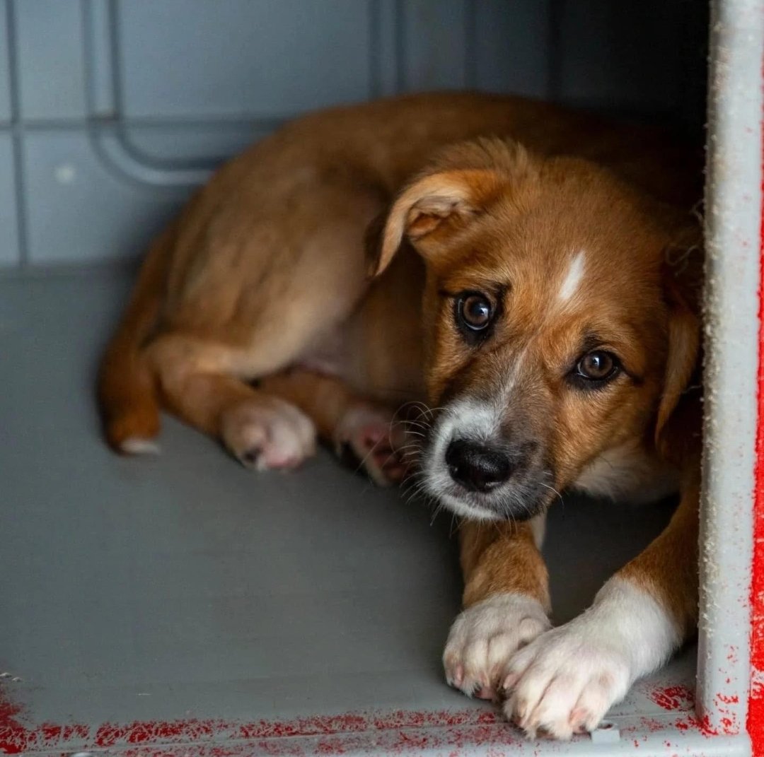 Macaé reforça proteção aos animais e amplia canais de atendimento